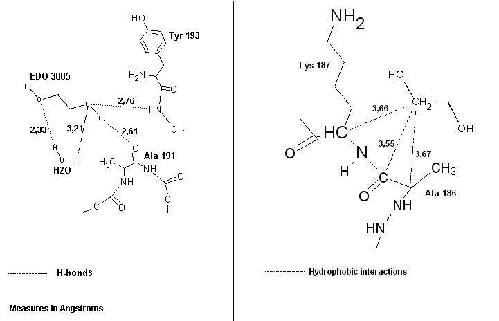 EDO-protein interactions